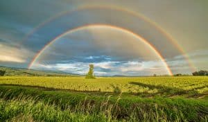 Complete double rainbow arcing across a stormy sky above a golden field, with a solitary tree standing as witness - a divine promise of resurrection and rebirth after the storm