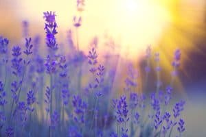 Resurrection as rebirth: lavender in golden light showing spiritual transformation through violet fire and metamorphosis