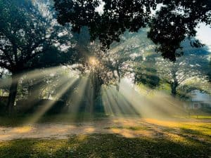 Brilliant sunlight breaking through a canopy of sacred trees, golden rays penetrating the misty morning air and illuminating the ground below. The divine light of Apollo piercing through all barriers to reach the Oracle, marking the moment of recognition when Magdalena knew—with absolute certainty—that Phoebus Apollo himself had arrived.